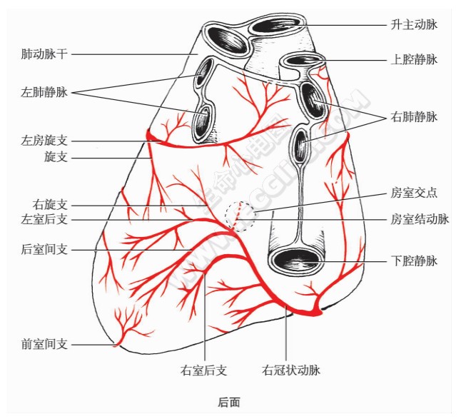 心后面冠状动脉分布图