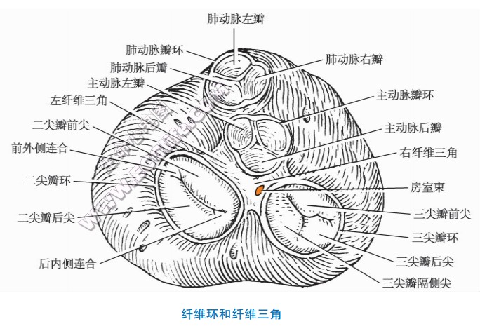 纤维环、左纤维三角*