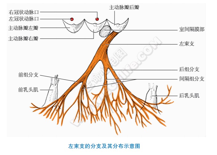 左束支的分支及其分布示意图