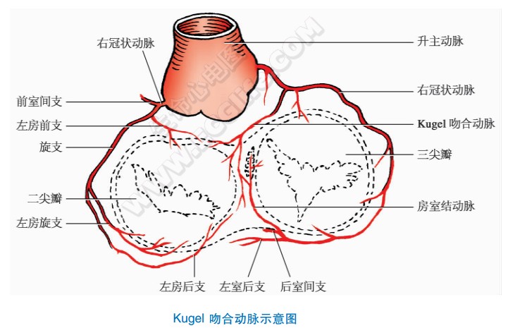 Kugel吻合动脉示意图