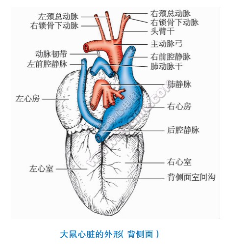 大鼠的心脏形状、结构图