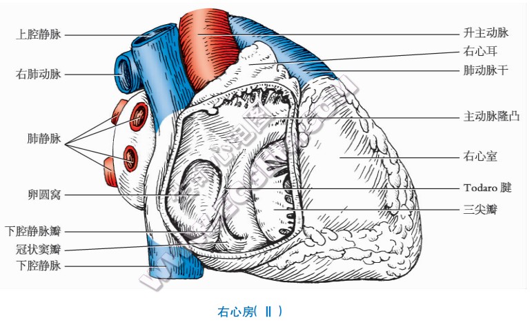 右心房组成图
