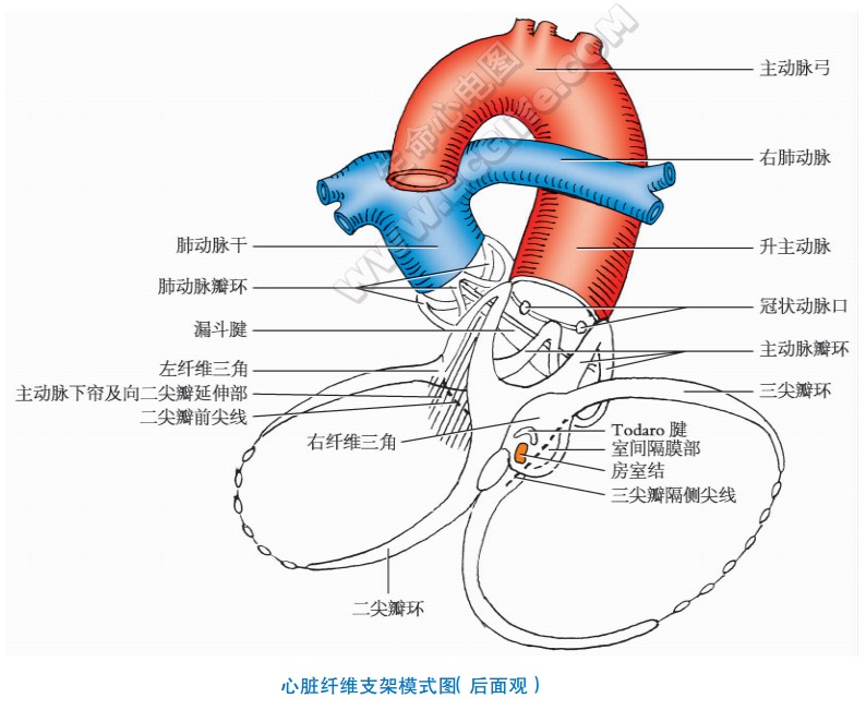 心脏纤维支架模式图