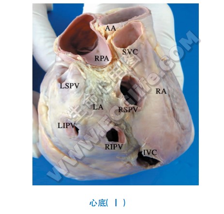 心底解剖图1