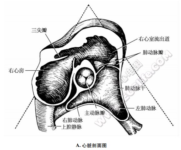 主动脉短轴切面、心脏剖面图
