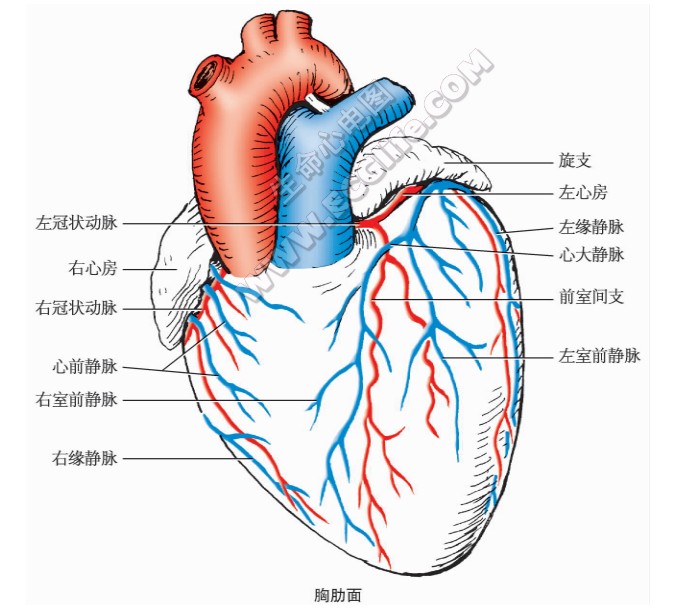 心脏血管组成分布图、外形图（胸肋面）