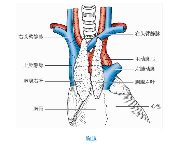 胸腺