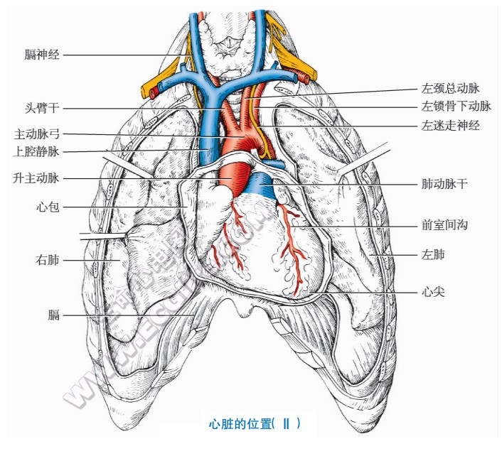 心脏的位置（示意图）