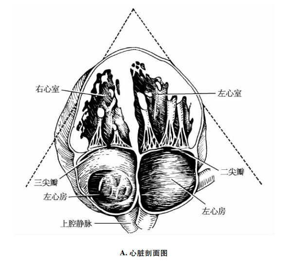 心尖四腔心切面、剖面图