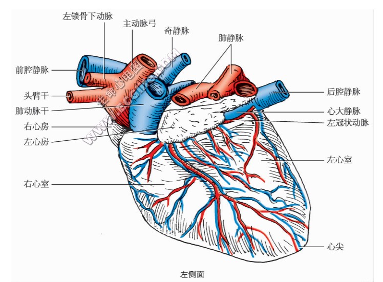 狗的心脏形状、结构图左侧面