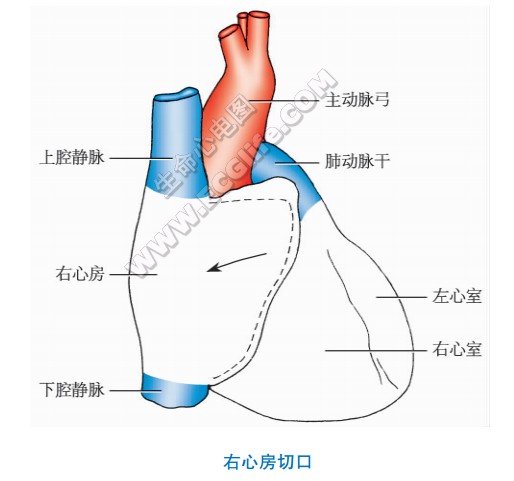 心脏的解剖操作
