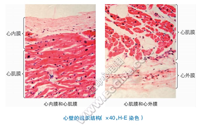 心脏心壁：心内膜、心肌层、心外膜结构