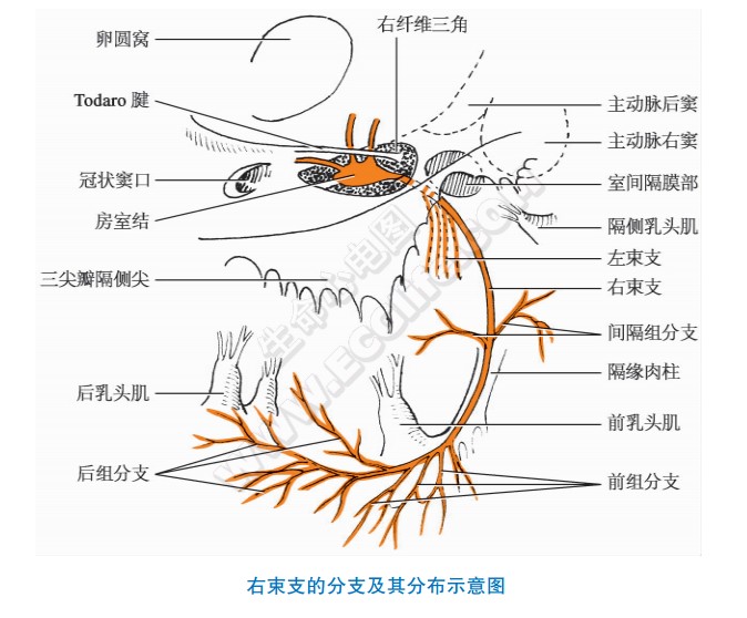 右束支的分支及其分布示意图