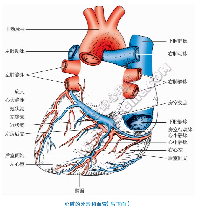 心脏的外形和血管（后下面）