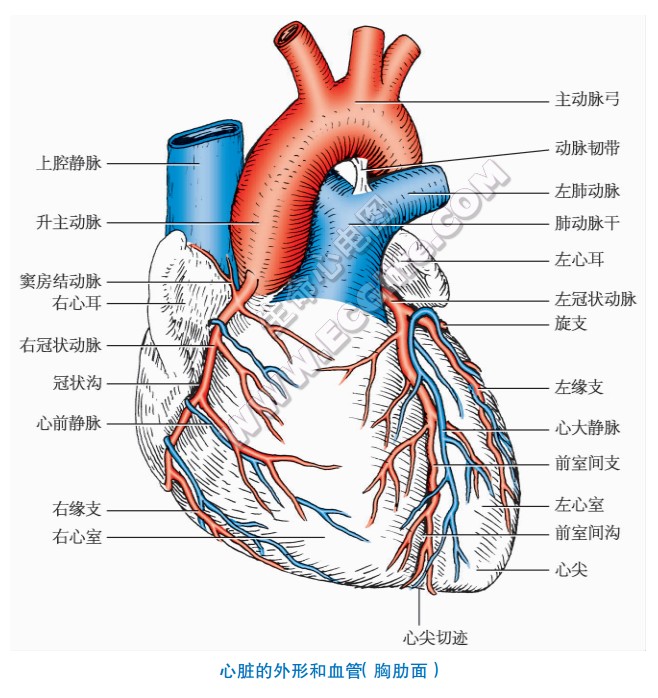 心脏的外形和血管（胸肋面）