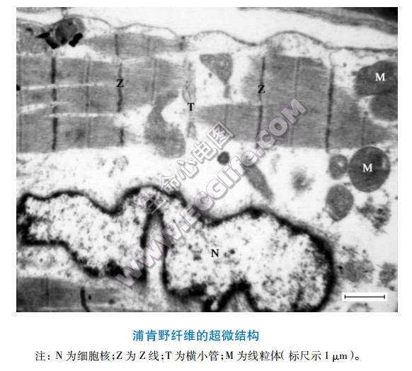 浦肯野纤维