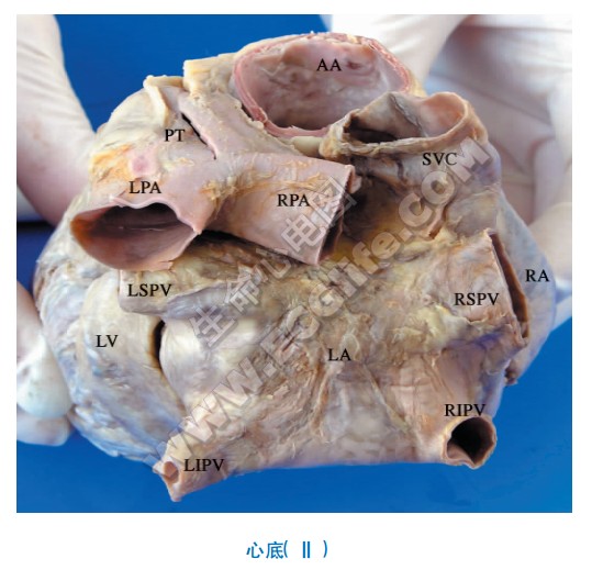 心脏的外形（解剖图解）