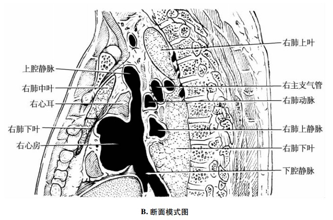 心肌横断面图片