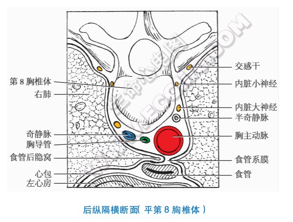 后纵隔横断面（平第8胸椎体）