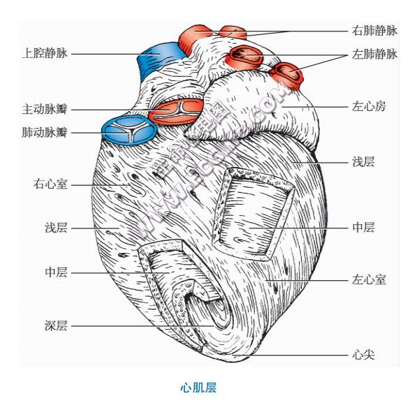 心脏的壁如何划分图片图片