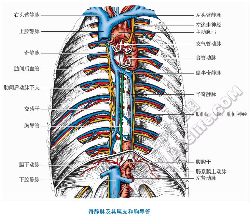 奇静脉及其属支和胸导管