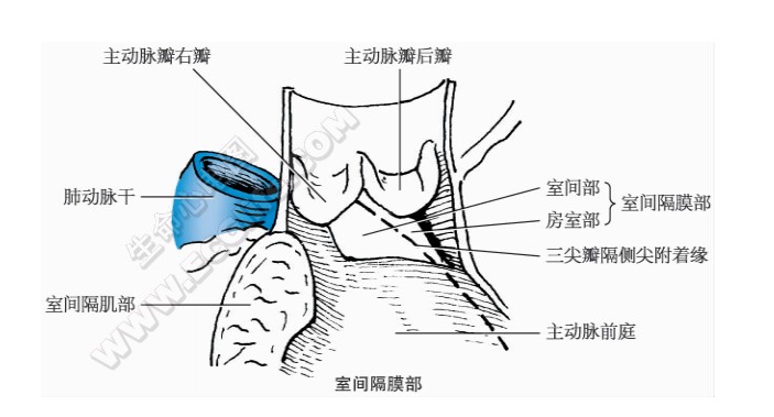 房间隔、室间隔结构