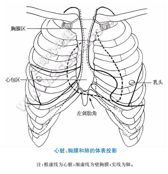 心尖体表图片