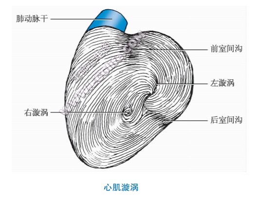 心肌漩涡示意图