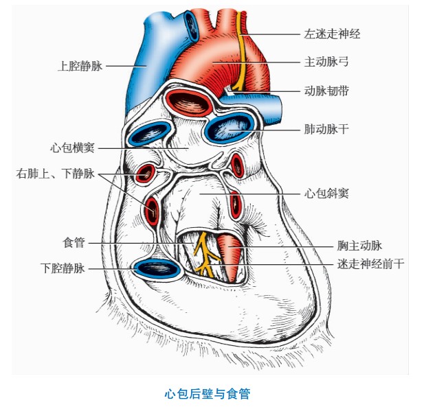 心包后壁与食管