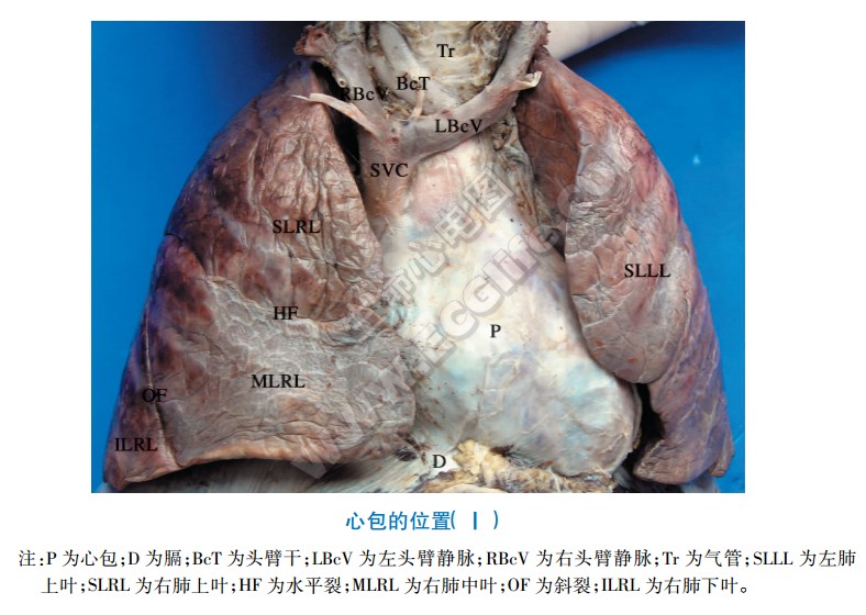 心包位置和毗邻