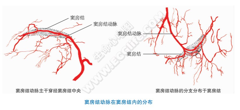 窦房结动脉在窦房结内的分布图