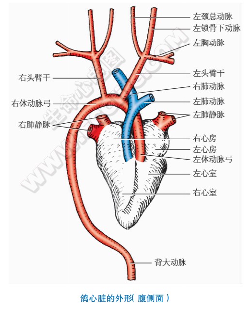 鸟类心脏结构图图片