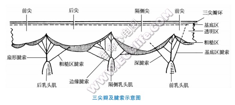 心脏右心室示意图