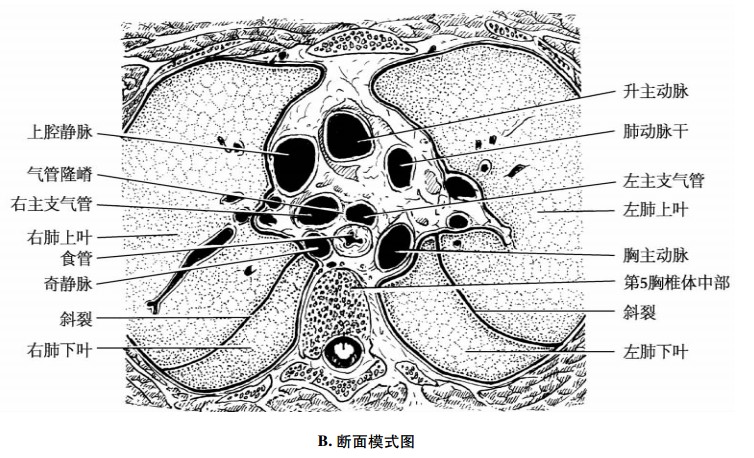 平第5胸椎体中部横断面示意图