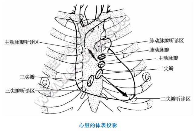 心脏的体表投影