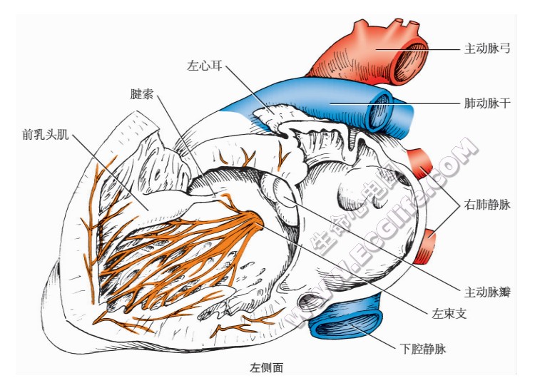 心脏传导系统左侧面模型图