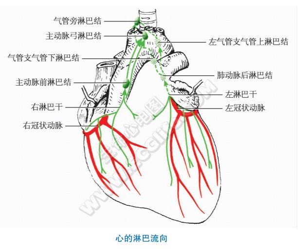 心的淋巴流向