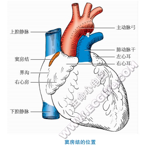 窦房结位置模型图