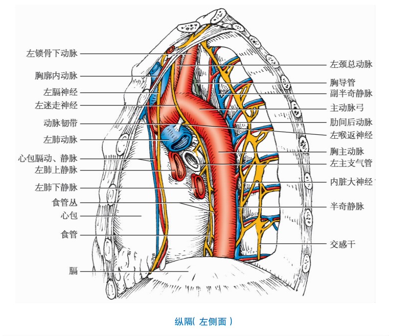 纵隔左侧面