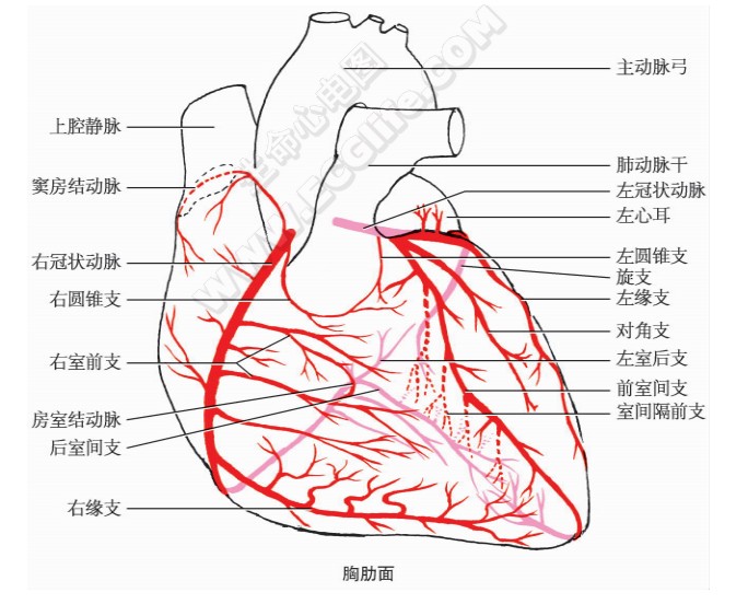 胸肋面冠状动脉分布图