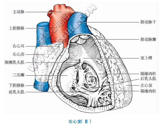 心脏右心室示意图
