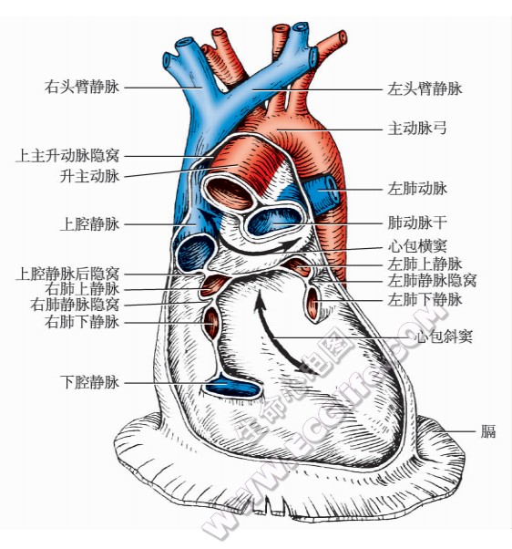 肺动脉干、升主动脉/弓、动脉韧带、上下腔、肺静脉