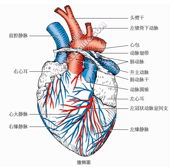 猫的心脏形状、结构图（腹侧面）