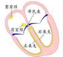 简明心电图讲解