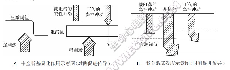 韦金斯基易化作用及韦金斯基效应示意图