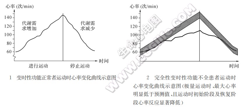 变时性功能正常者运动时心率变化曲线示意图