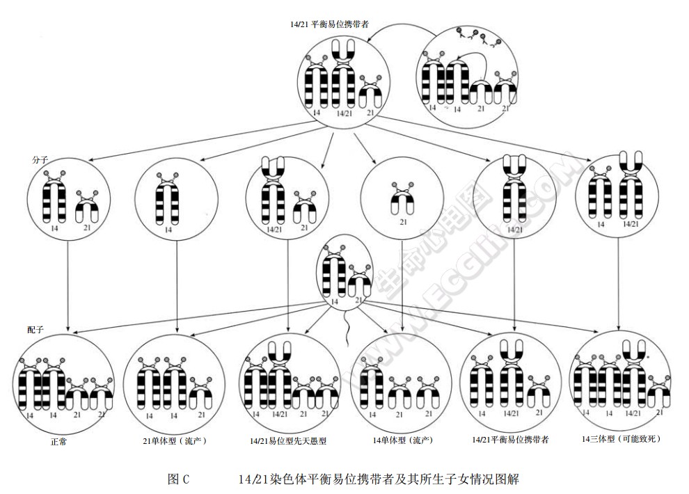 染色体易位十字架图解图片