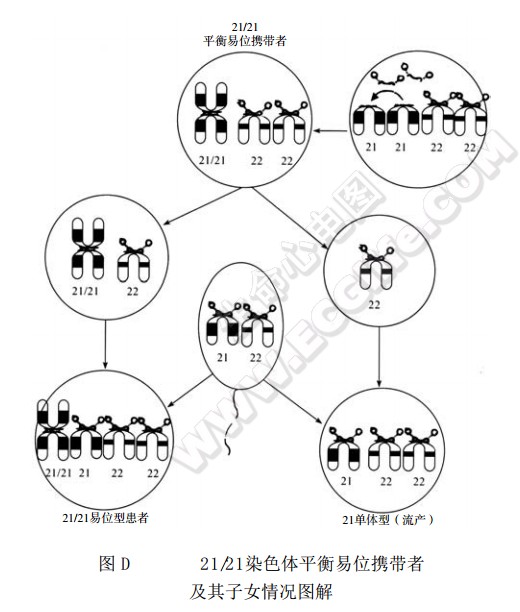 21/21染色体平衡易位携带者及其子女情况图解