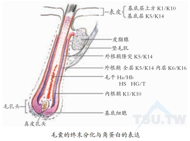 毛囊的终末分化与角蛋白的表达