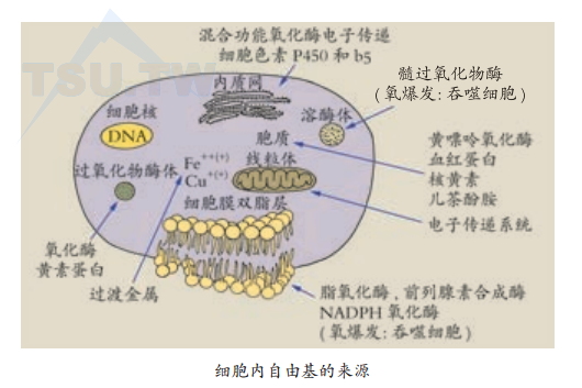 人体内的自由基与抗氧化（抗衰老）